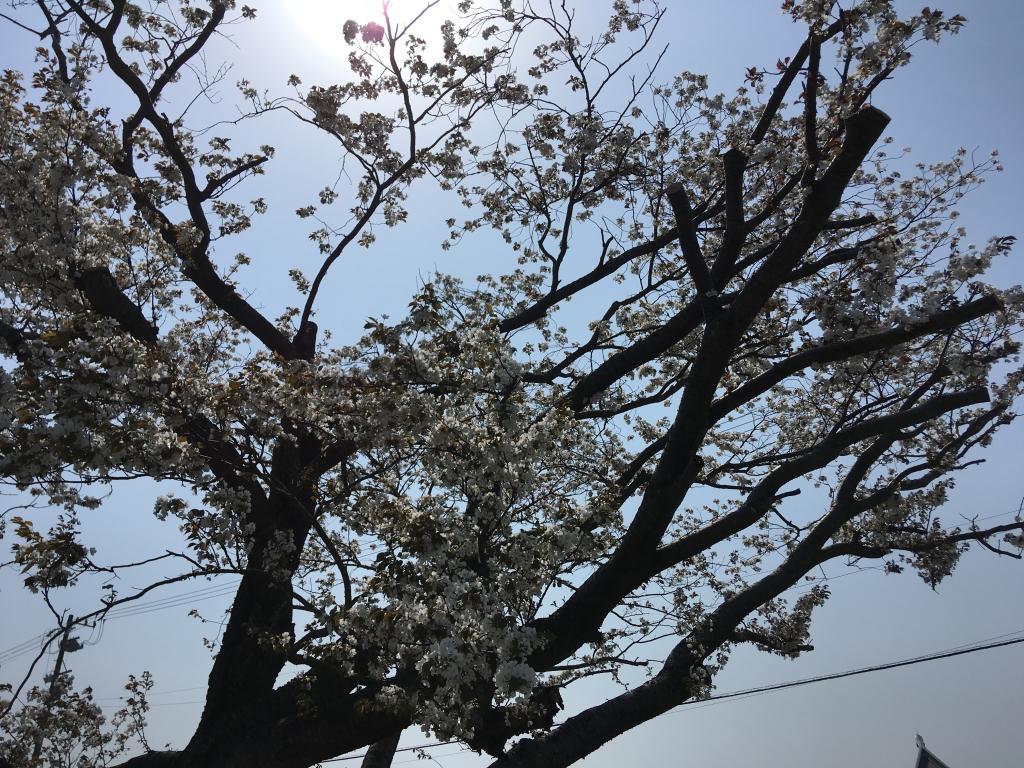 新年度のはじまり